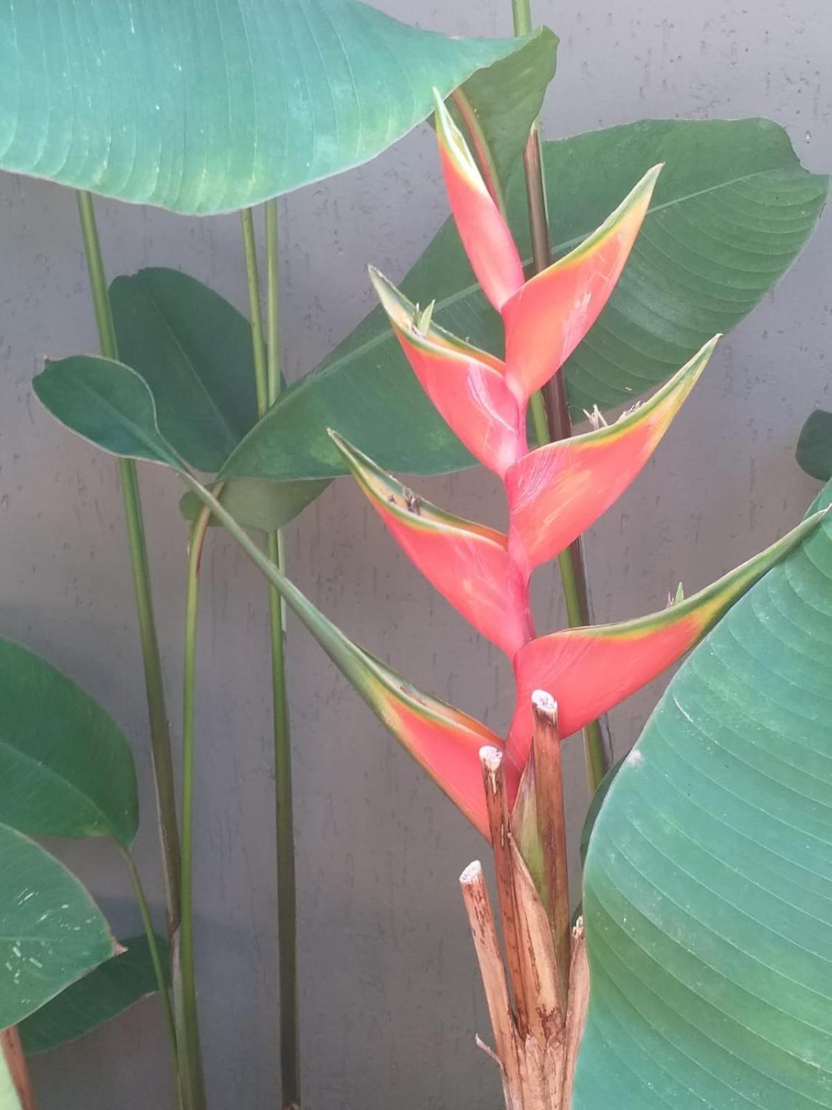 Chale Tulipa - Centro Praia Da Pipa Praia de Pipa Экстерьер фото